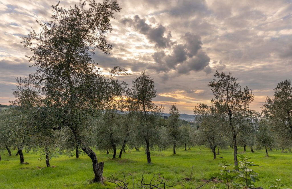 Olive groves in Bagno A Ripoli, Florence, Italy.